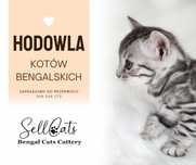 Kot bengalski-silver