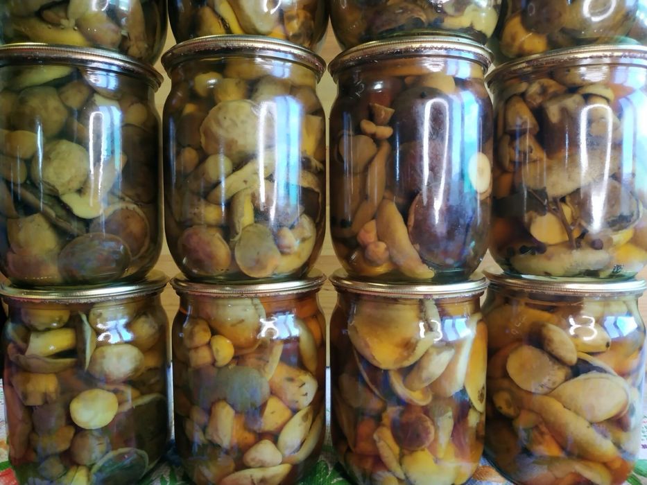 Опеньки мариновані великий асортмент маринованих грибочків
