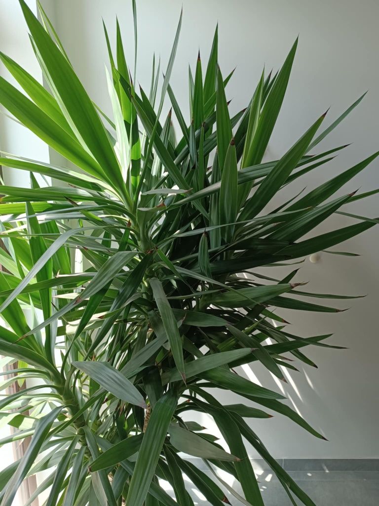 Juka // Jucca domowa 170cm - dwa pnie