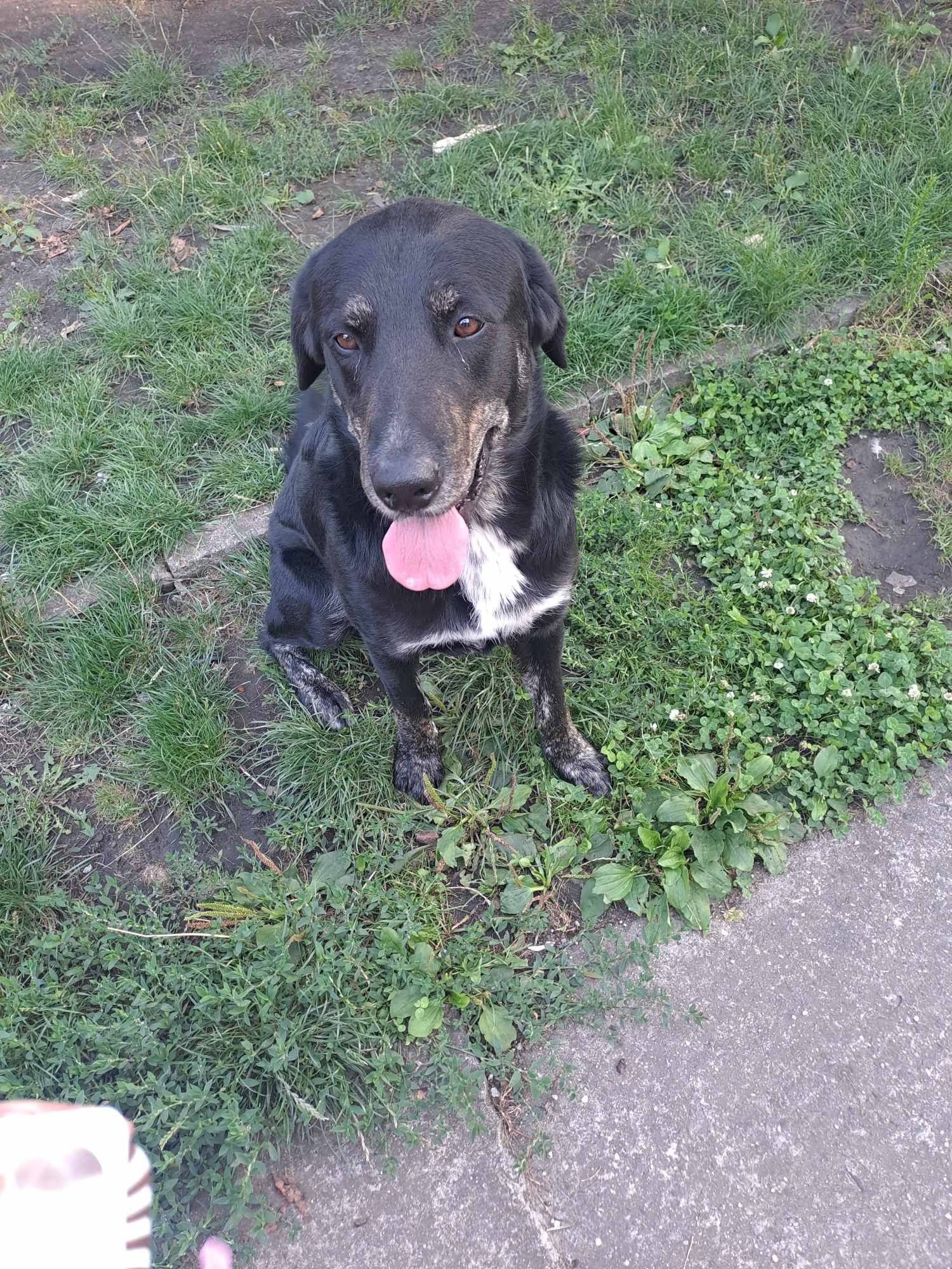 Szczeniak do adopcji