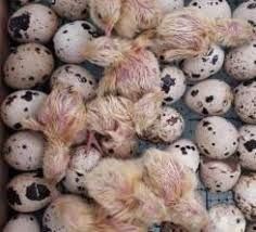 Инкубационные яйца Перепелов