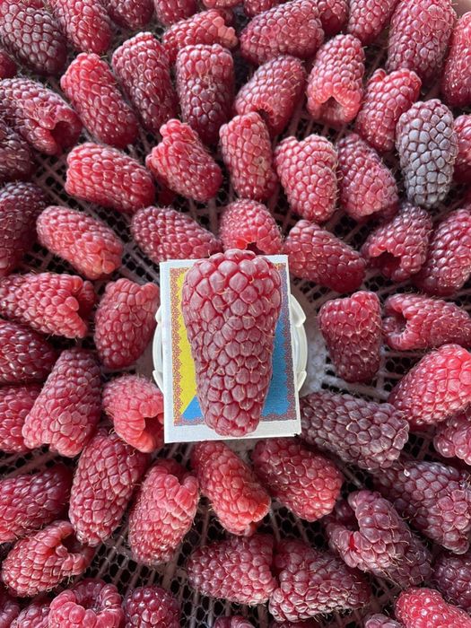 Саджанці ремонтантної малини Джоан Джей та Зюгана