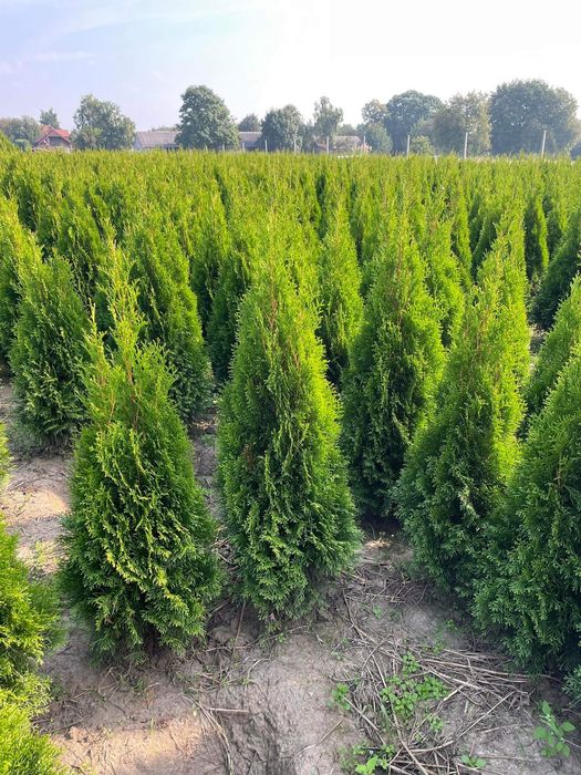 Piękna Tuja Szmaragd 120-130 Produkujemy Dowozimy SADZIMY 100/110