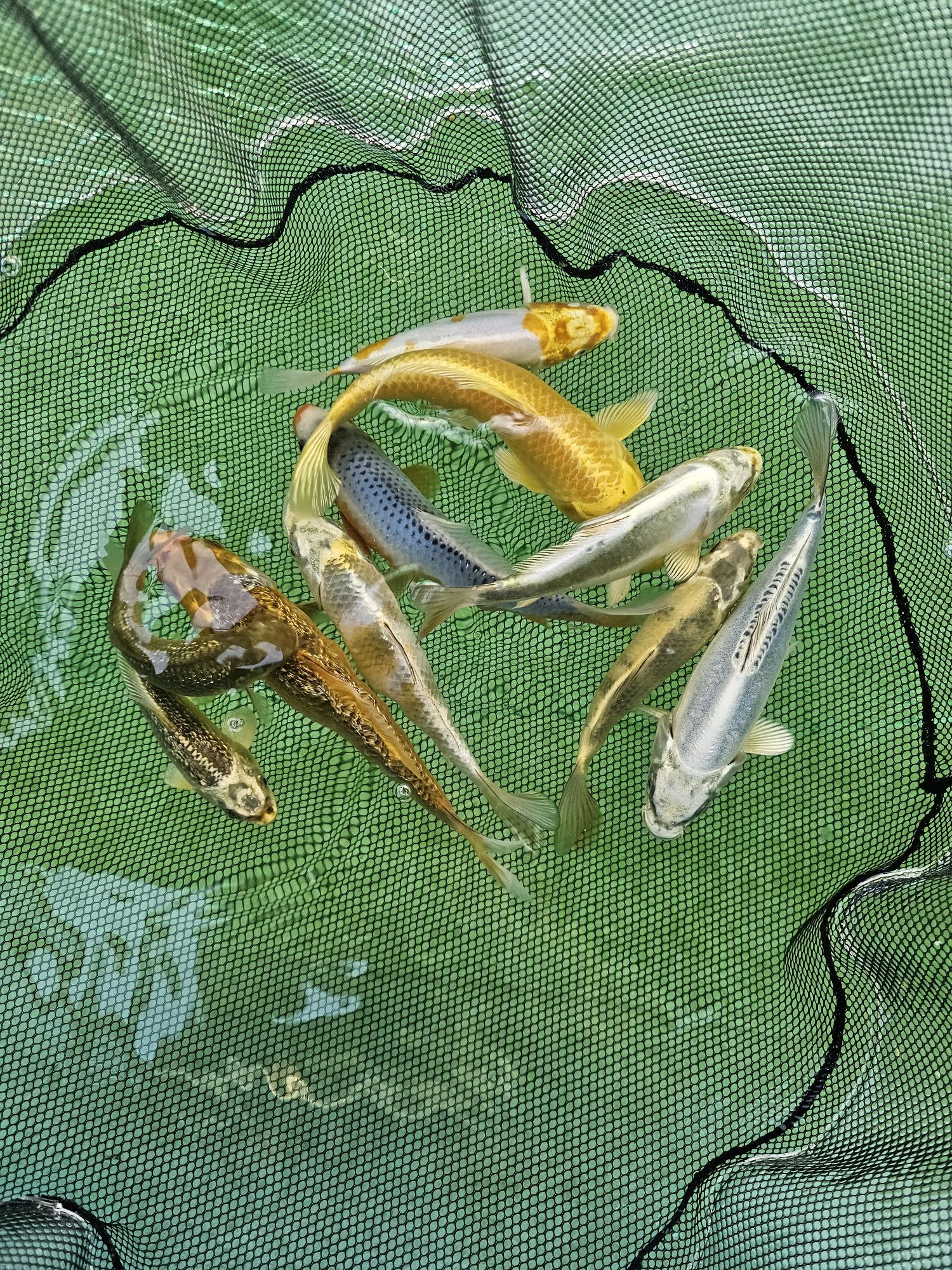 Japoński Karp koi 15 - 25cm
