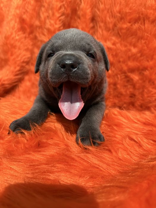 Голубий Cane Corso Арон 1 місяць— чистокровний щеня