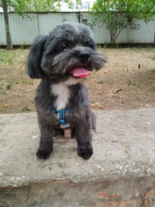 Мальчик породы цветная болонка ищет девочку для вязки