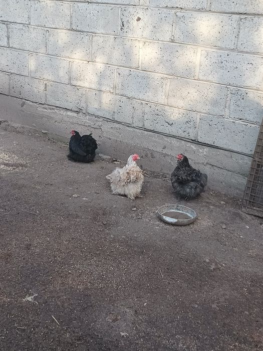 Jaja lęgowe kochina miniaturowego