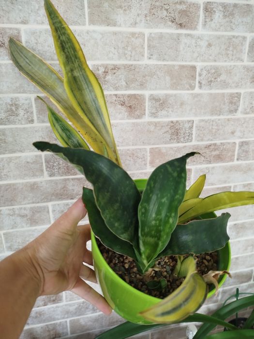 Сансевієрія Аубрутіана Металіка yellow, спорт, сансевиерия, сансев'єра