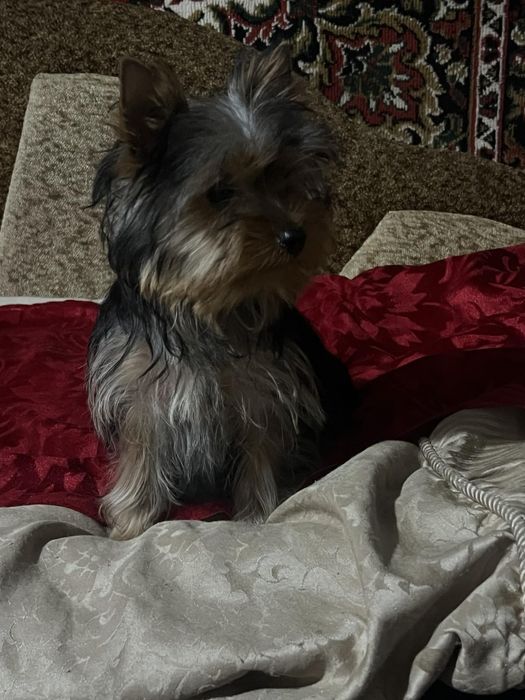 Чудові цуценята йоркшир. тер'єра