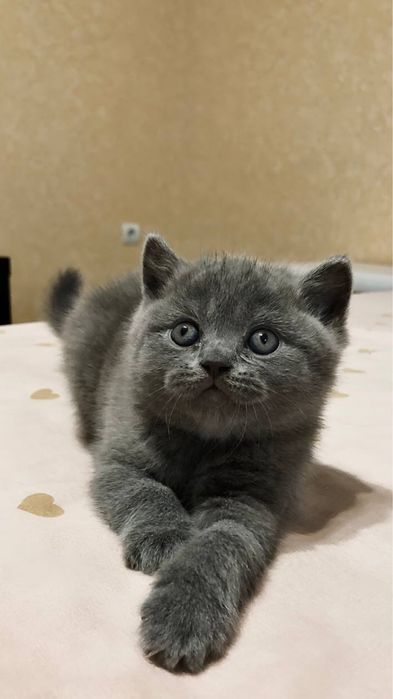 Котики породи scottish straight