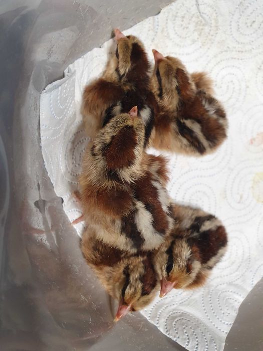 Kurczaki zielononozki