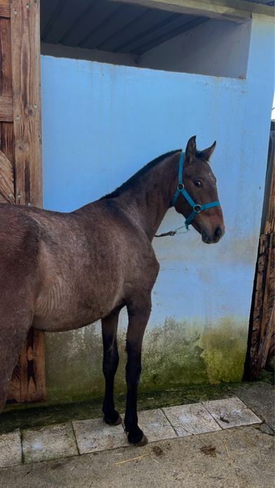 Vendo poldro muito tipico