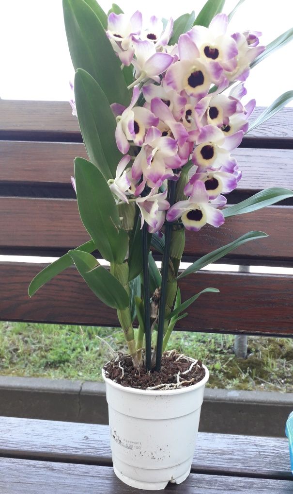 Дендробіум Орхідея Всі сорти Цвітущі