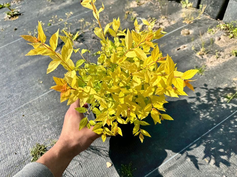 Tawuła japońska 'Golden Princess' (Spiraea japonica) Doniczka 2.0L