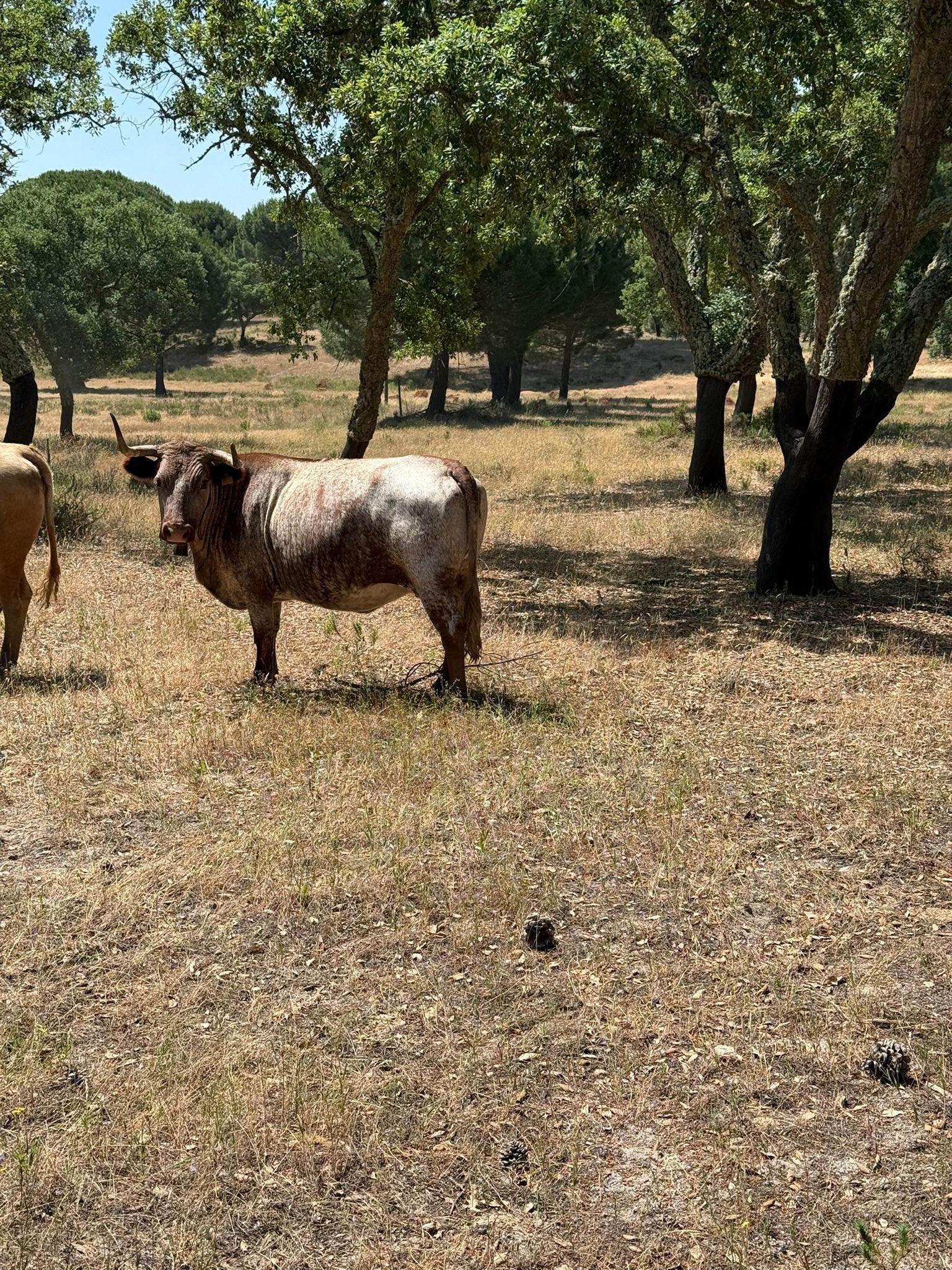 Vacas para venda
