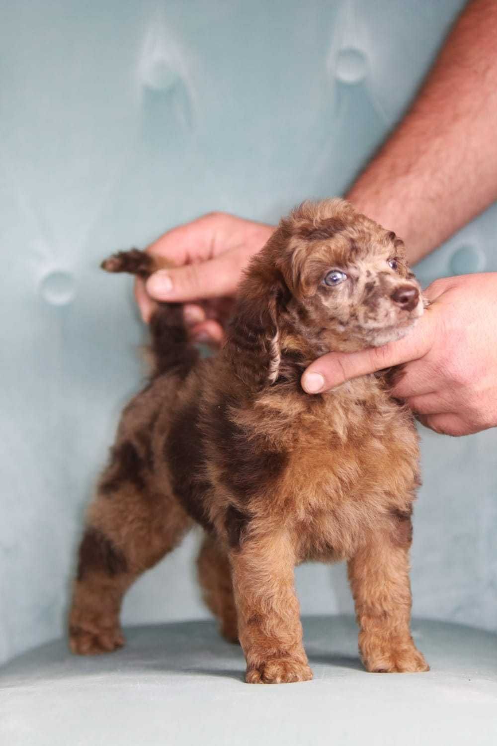 PUDEL ŚREDNI brązowy Merle ( czekoladowy / Choco Merle) samiec ARMANI