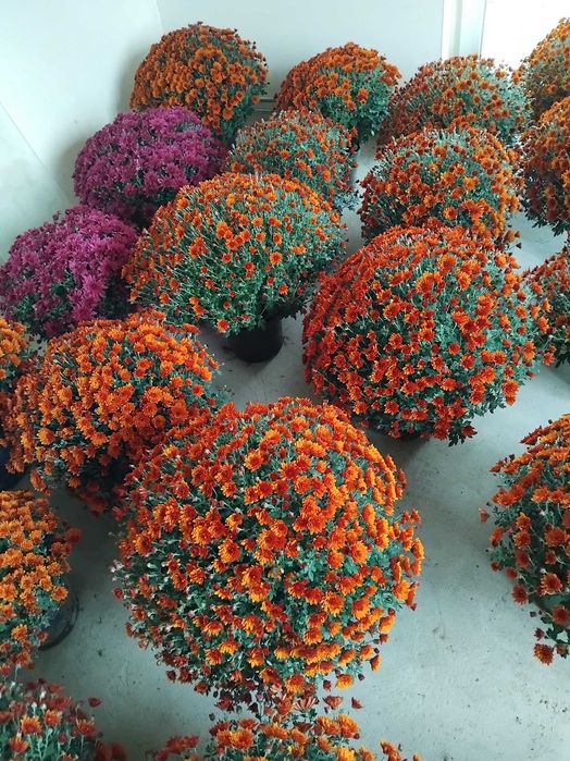 Sprzedam chryzantem drobnokwiatowe