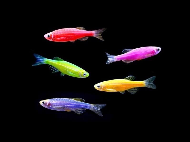 Даніо гло (6 кольорів ) рибка акваріумна