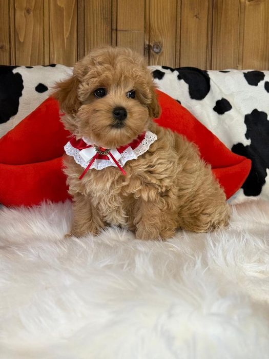 Малюк Мальтіпу ф1.