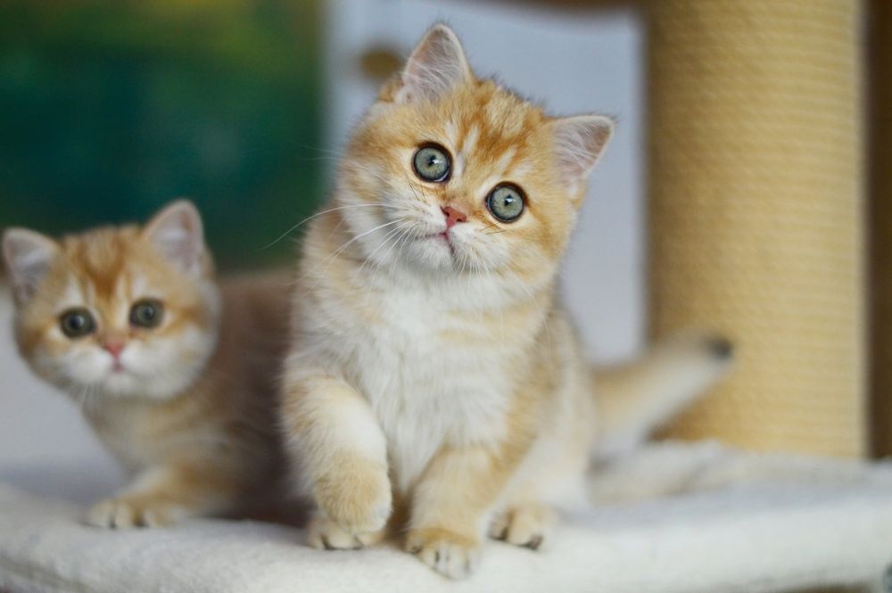 Kotka złota szynszylowa, rodowód FPL, możliwa opcja do hodowli