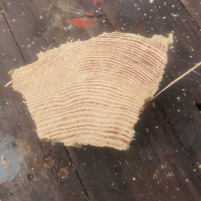 Szczypa rozpałka smolak