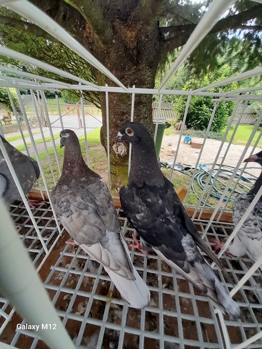 Gołębie pocztowe opal tygrys rubella almond pencil gimpel