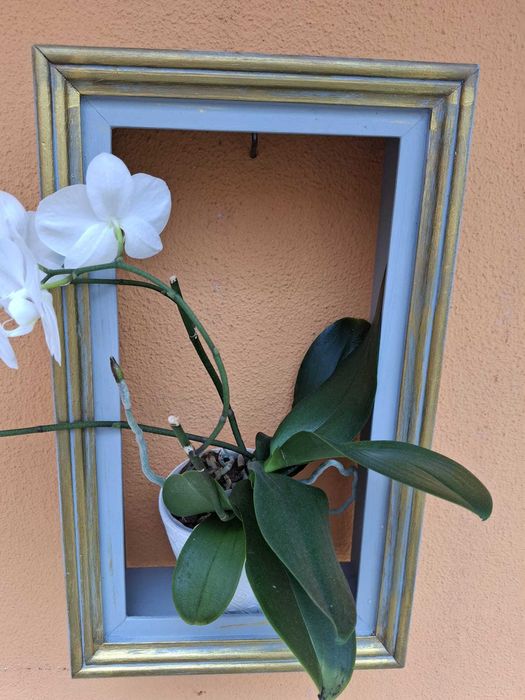 Plantas de interior exterior suculentas.