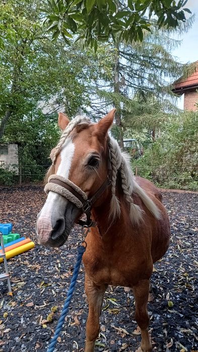 Koń do towarzystwa Haflinger
