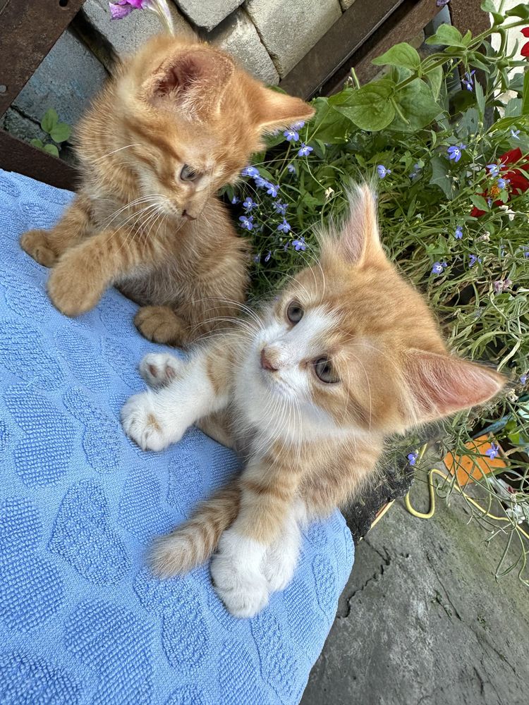 Котята бесплатно