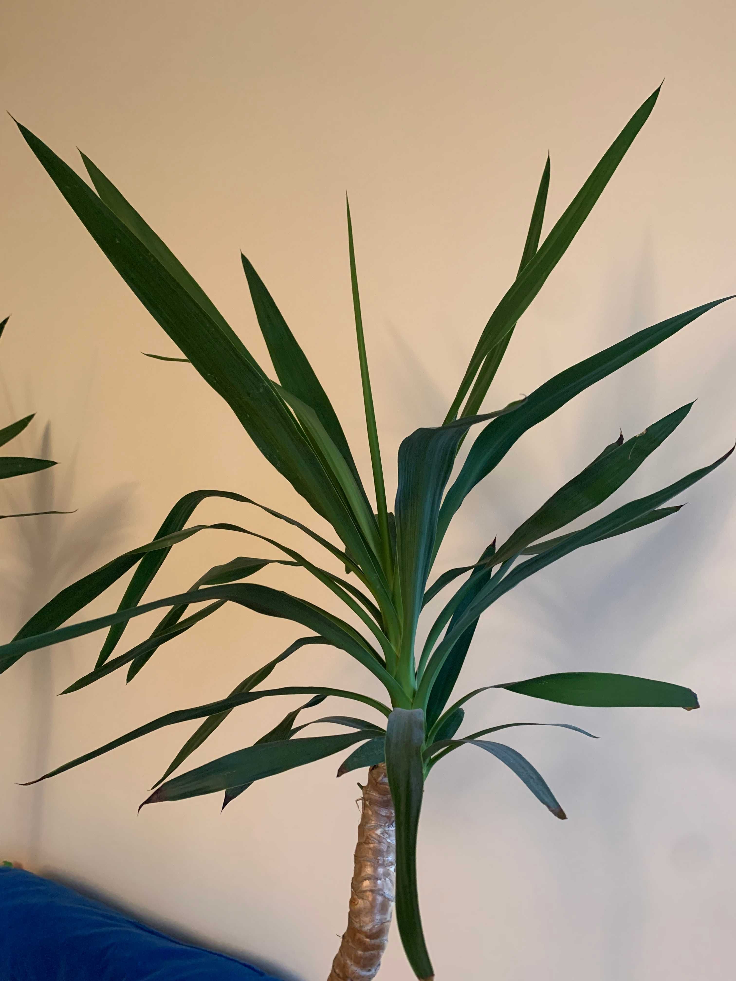 Juka yucca krępla doniczkowa domowa wys. 130 cm