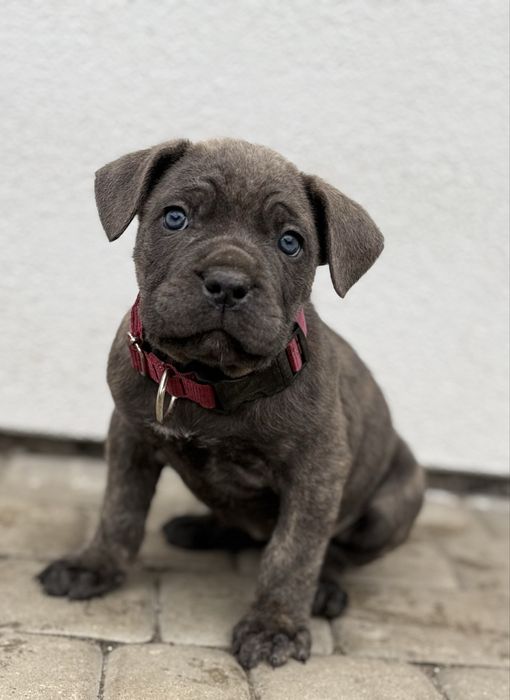 Suczka cane corso z rodowodem