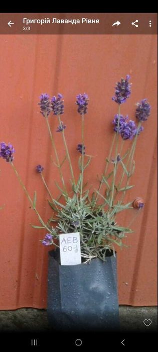 Лаванда зимостійка, англійська  - 5 сортів (біла, рожева, фіолетова)