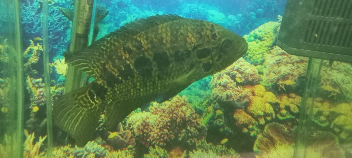 Манагуанська цихлазома (риба Ягуар)