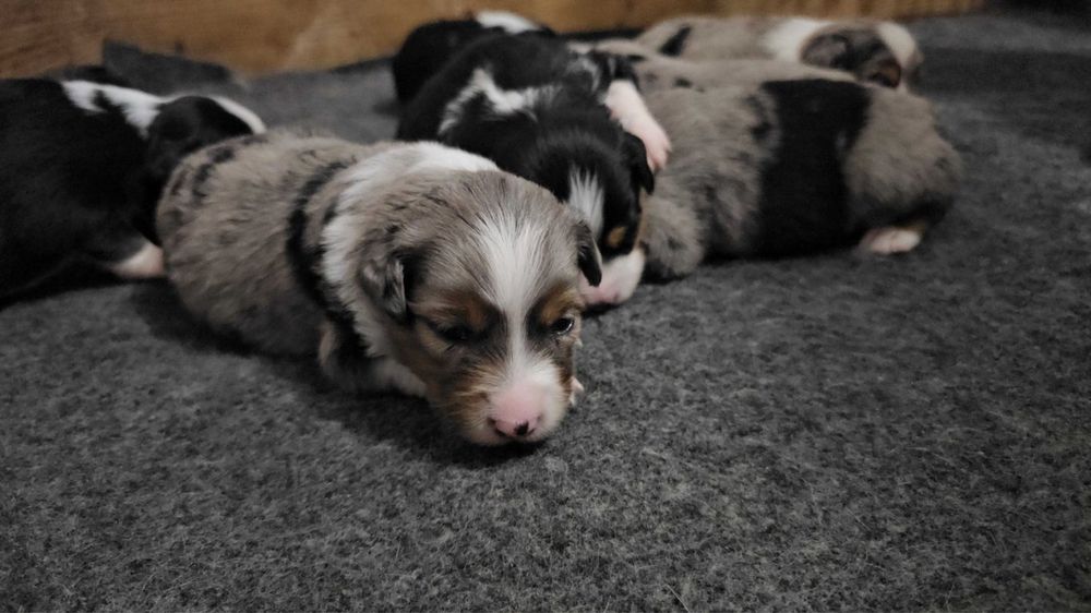 щенки бордео колли КСУ