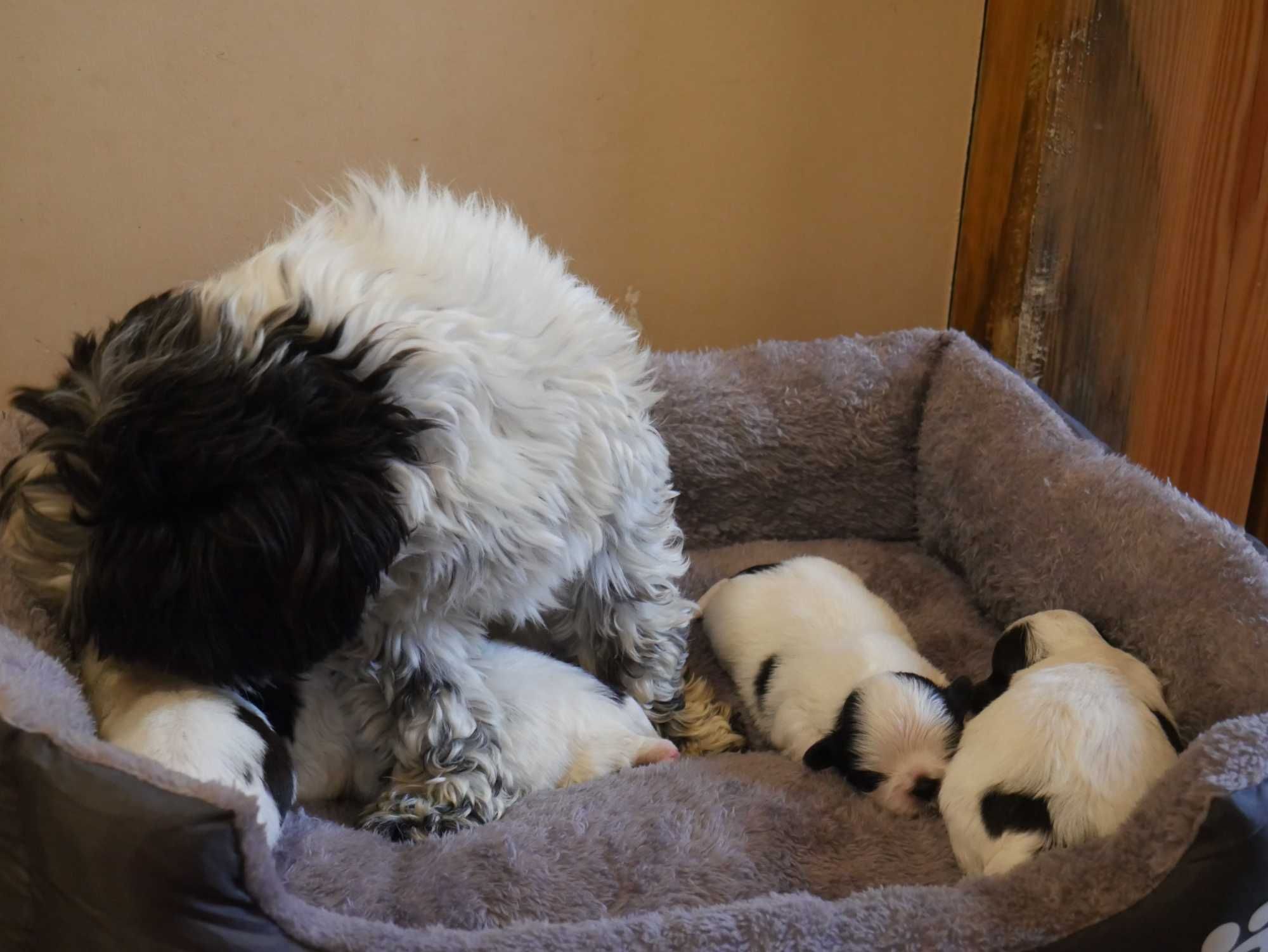 SHIH TZU - suczka do rezerwacji