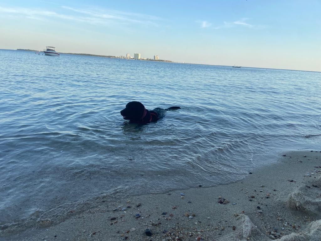 Cão Labrador pra adopção