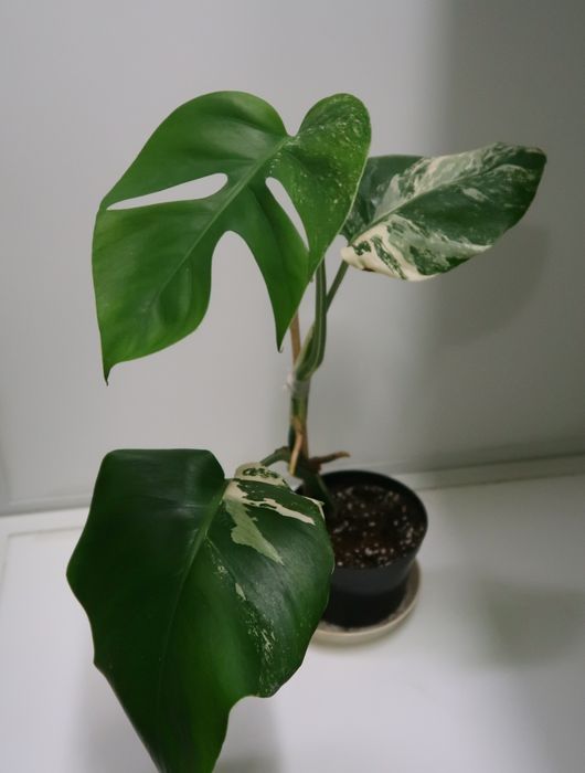 Монстера альба продажа Днепр