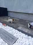 Jack Russell Terrier