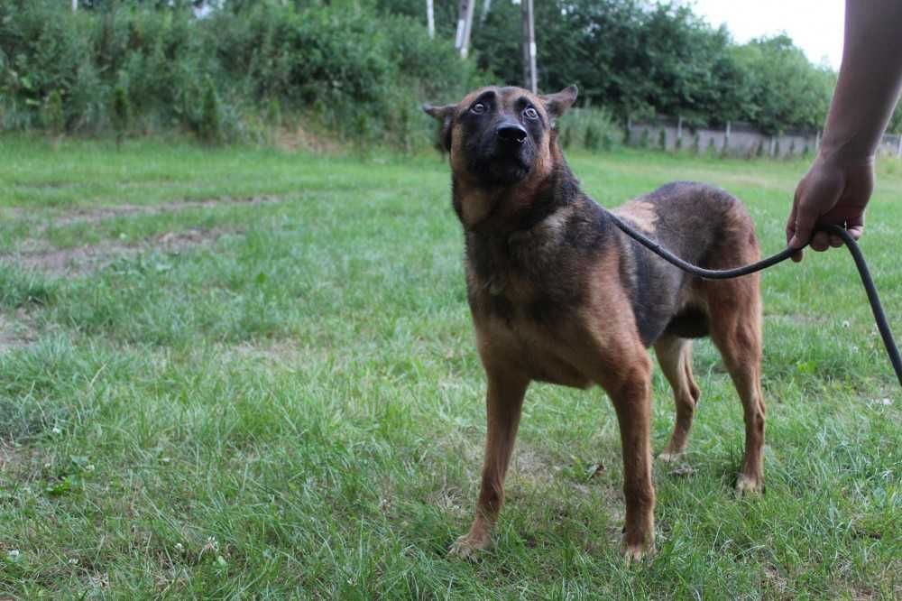 Lora nieśmiała sunia ponad 4 lata w schronisku bez wolontariatu..