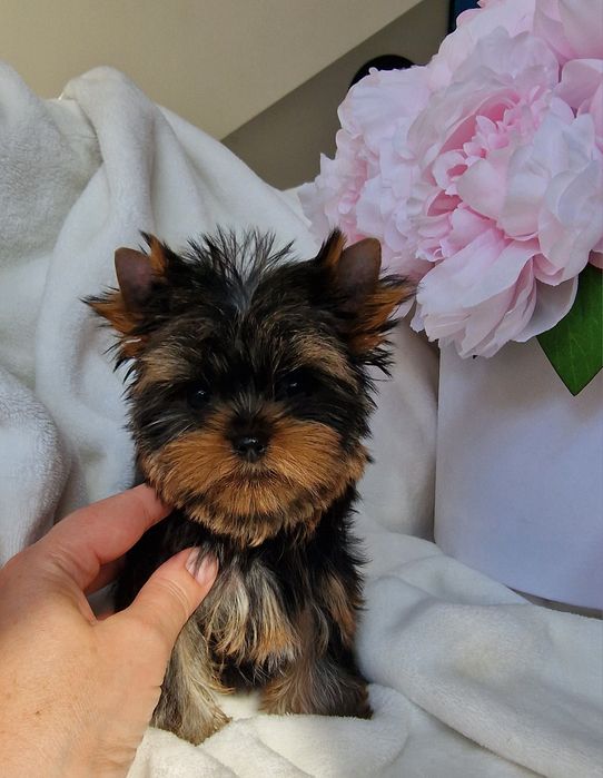 Sliczna malenka  suczka Yorkshire terrier uroda laleczki  rod ZKwP