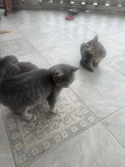 Бесплатно котетки