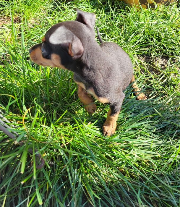 Pinczer miniaturowy suczka