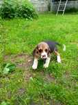 Beagle  tricolor
