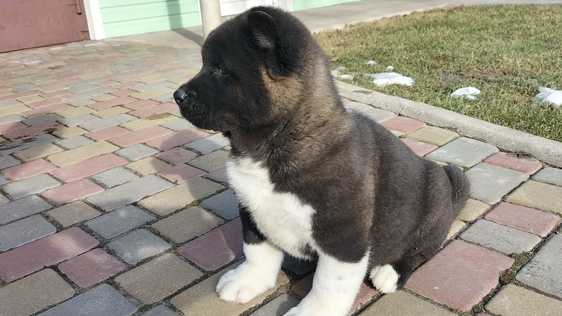 Акіти з питомника BEST DOGS OF