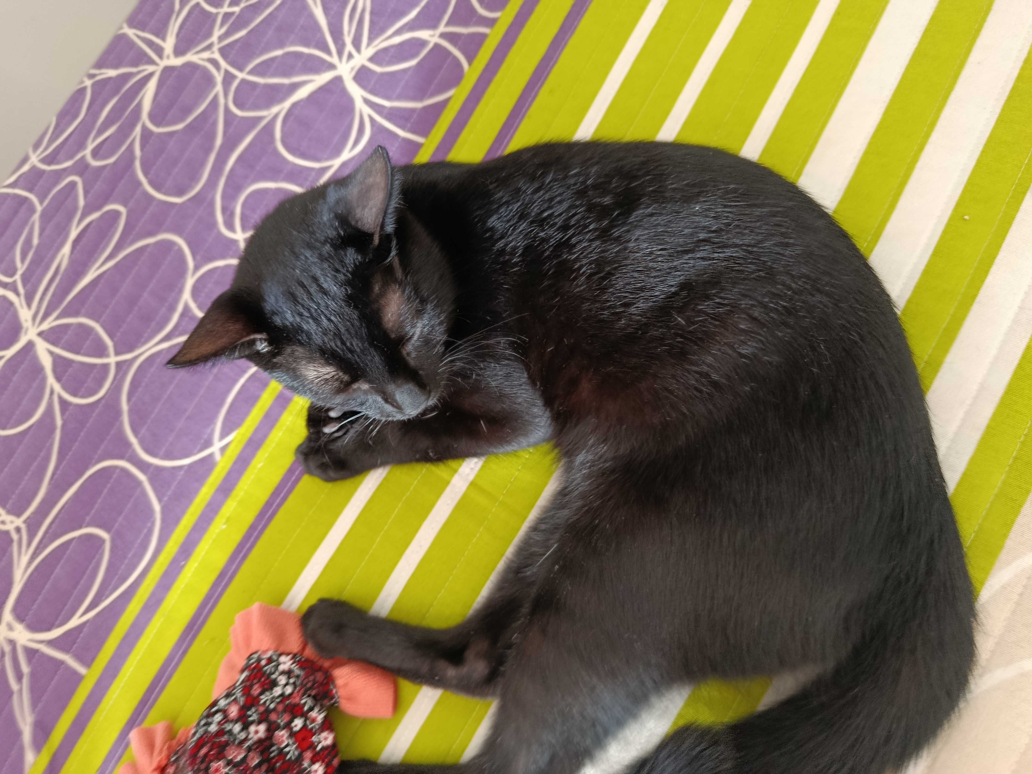 Gatinho para adoção