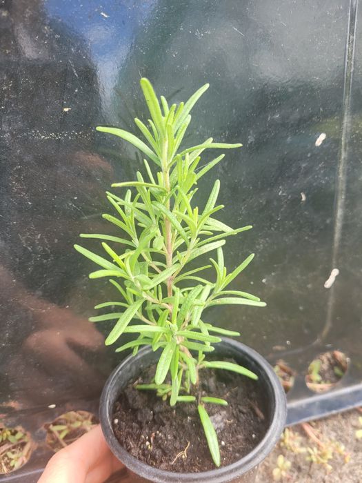 Саженцы розмарина