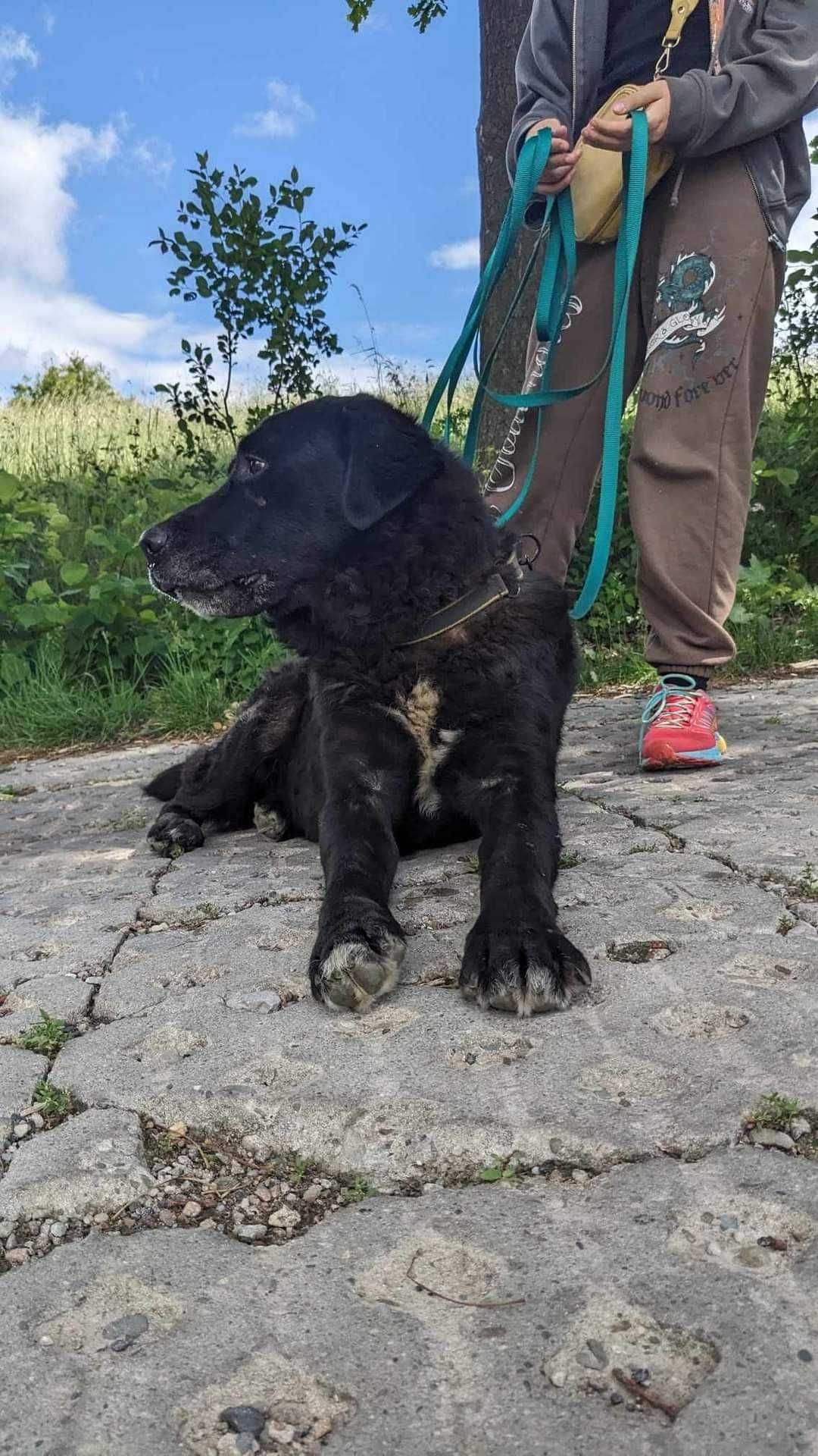 W typie labradora - przyjacielski, wesoły, duży pies