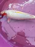 Carpa koi criaçao 2024 asagi
