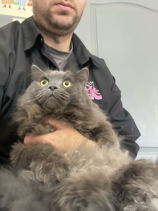 Експрес линька | Грумінг | Лівий берен