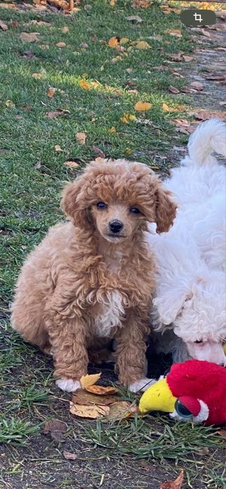 Pudel miniaturka z rodowodem sunia